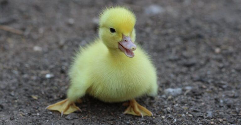 duckling-birds-yellow-fluffy-162137-162137.jpg